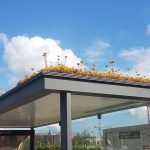 Din dar pentru albine: stații de autobuze acoperite cu plante în Olanda
