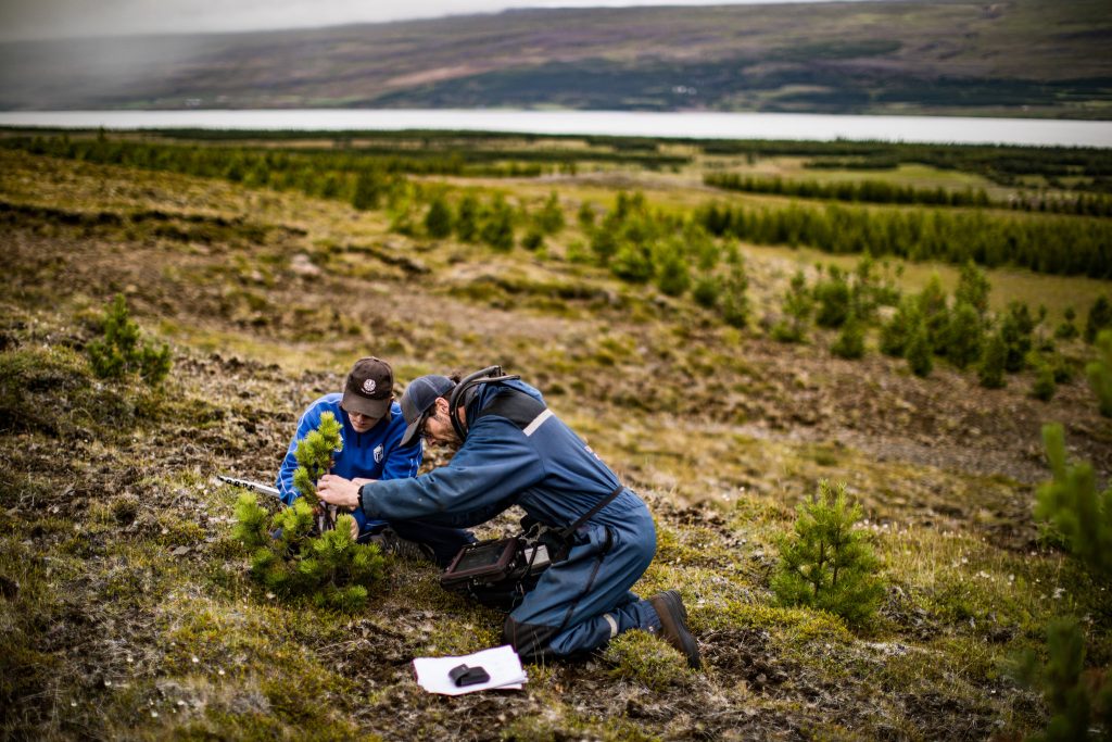 Islanda replantează pădurile defrișate de vikingi